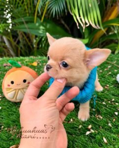 Shor Hair Teacup Chihuahua - Dorito