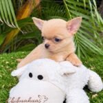 Small Teacup Chihuahua Dorito