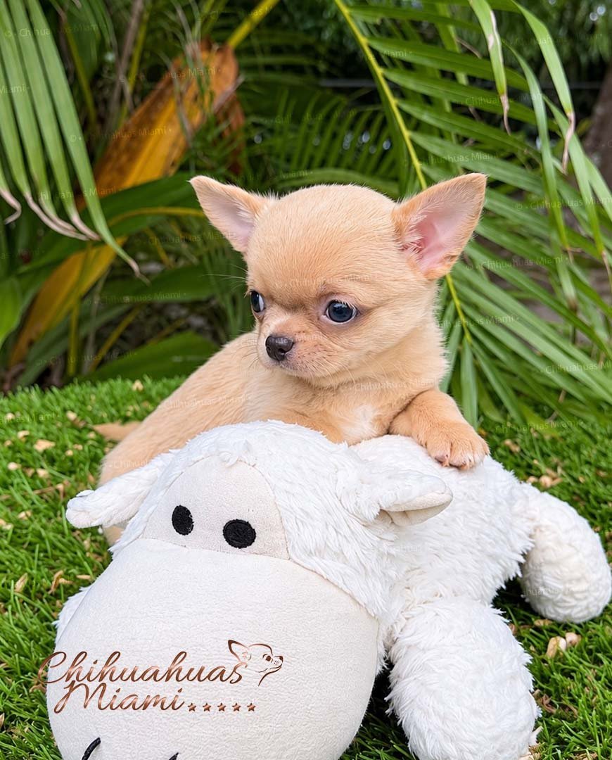 Small Teacup Chihuahua Dorito
