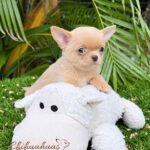 Teacup Chihuahua for Sale - Dorito