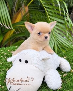 Teacup Chihuahua for Sale - Dorito