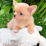 Teacup Chihuahua Dorito