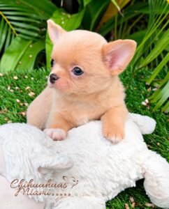 Teacup Chihuahua Dorito