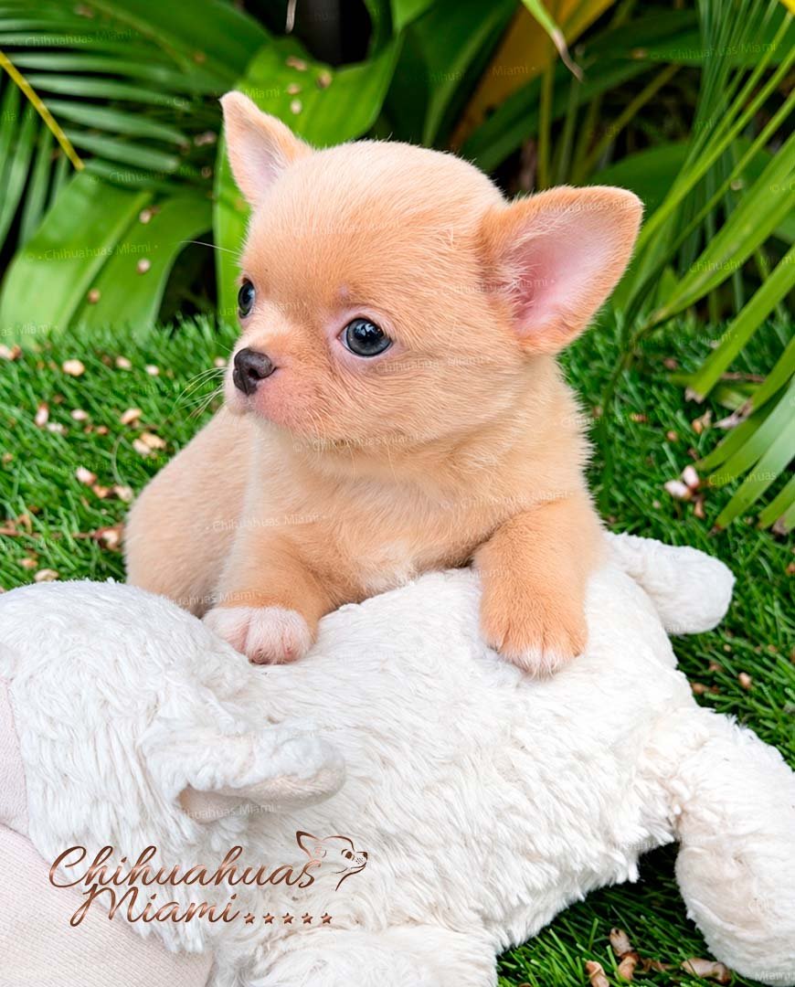 Teacup Chihuahua Dorito