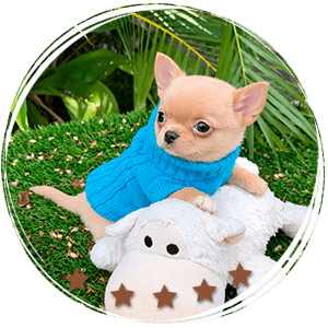 Cream Teacup Chihuahua - Dorito