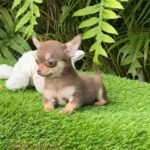 Teacup Chihuahua Eclair