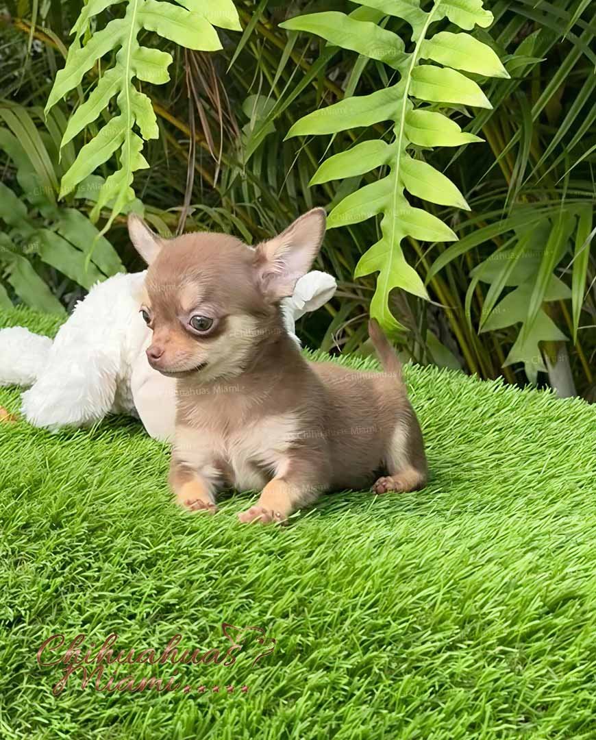 Teacup Chihuahua Eclair