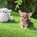 Teacup Chihuahua Eclair