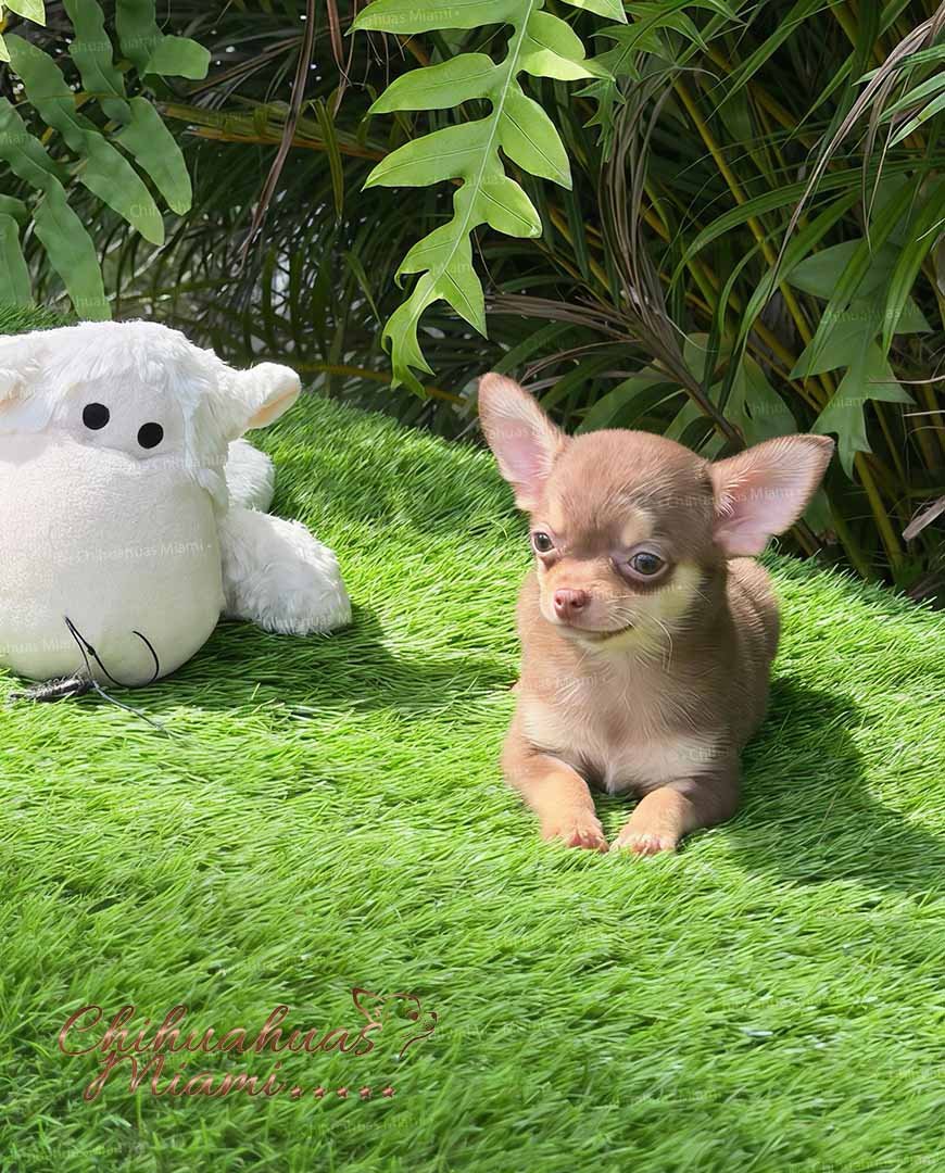 Teacup Chihuahua Eclair