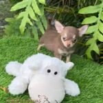 Teacup Chihuahua Eclair