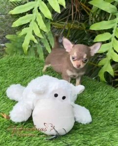 Teacup Chihuahua Eclair