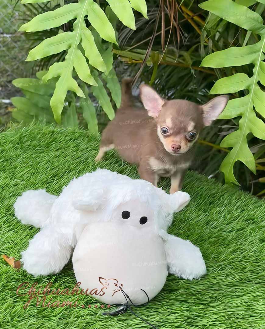 Teacup Chihuahua Eclair