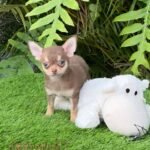 Teacup Chihuahua Eclair