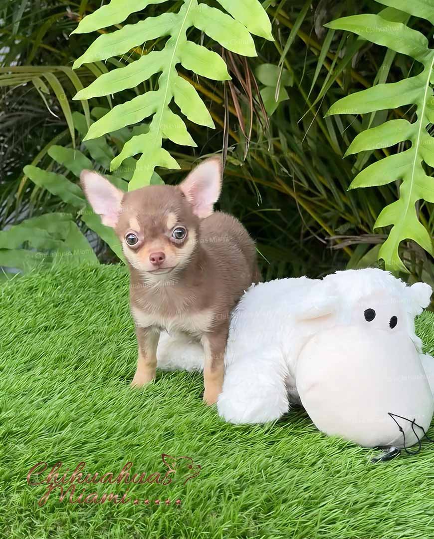 Teacup Chihuahua Eclair