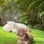 Teacup Chihuahua Eclair