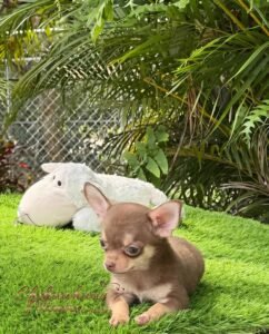 Teacup Chihuahua Eclair
