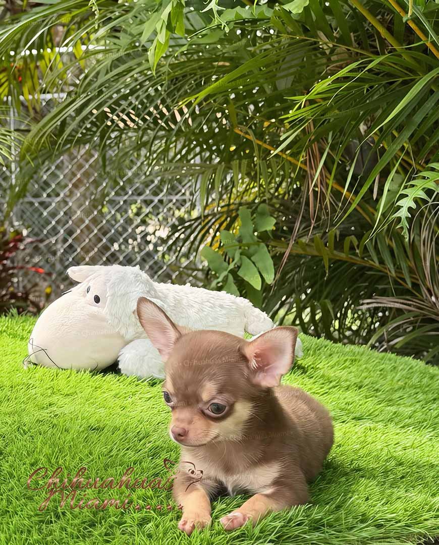 Teacup Chihuahua Eclair