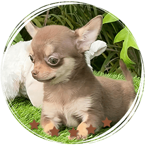 Teacup Chihuahua Eclair