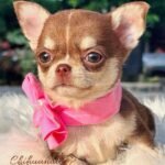 Teacup Chihuahua Elly