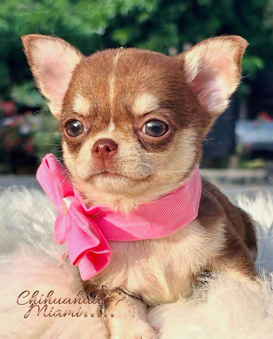 Teacup Chihuahua Elly