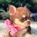 Teacup Chihuahua Elly