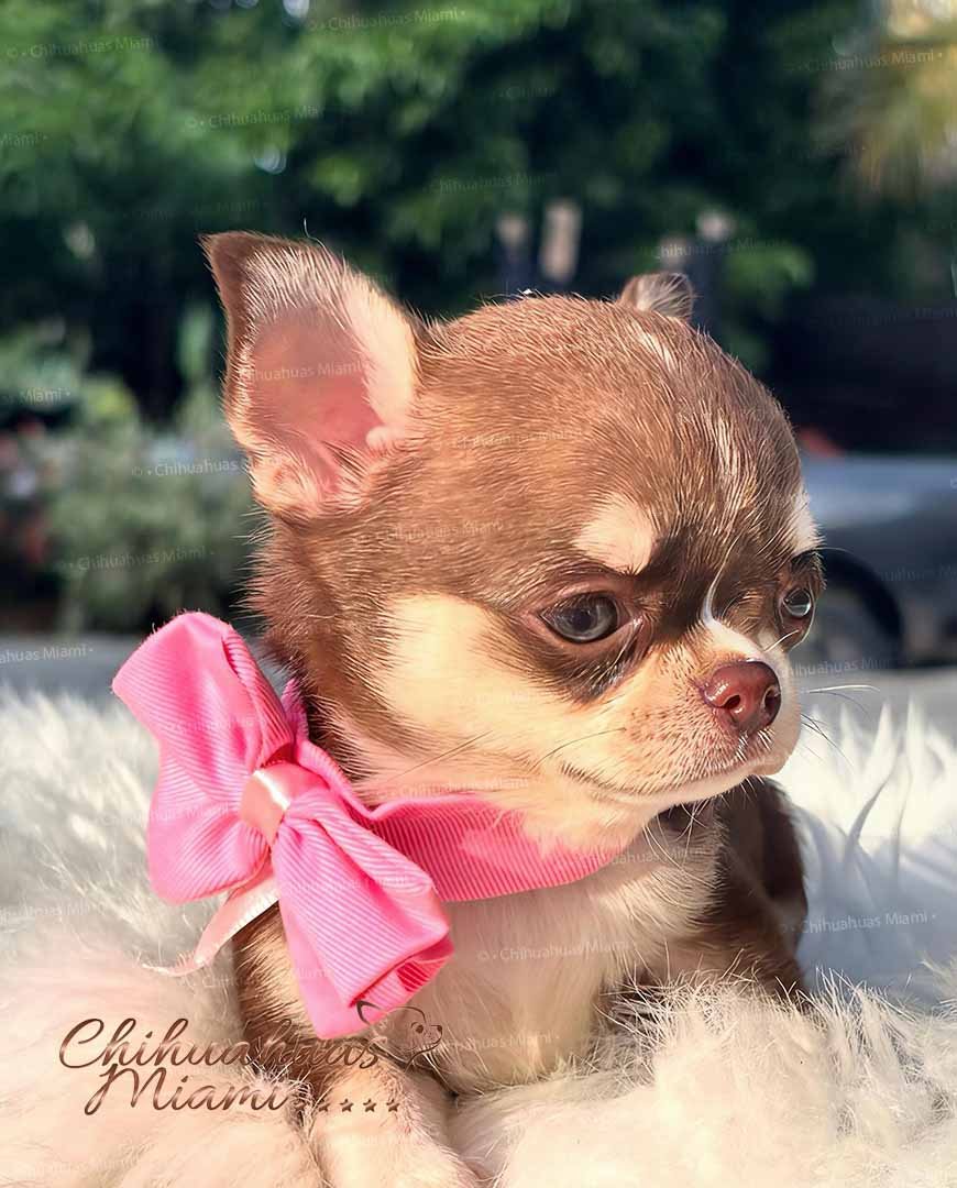 Teacup Chihuahua Elly