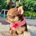 Teacup Chihuahua Elly