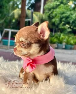 Teacup Chihuahua Elly