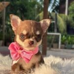 Teacup Chihuahua Elly