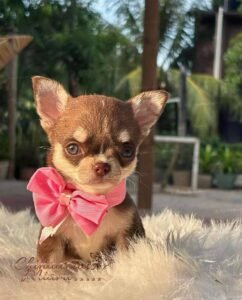 Teacup Chihuahua Elly