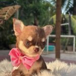 Teacup Chihuahua Elly