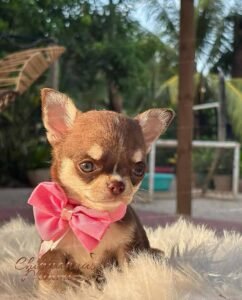 Teacup Chihuahua Elly