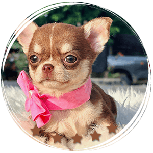 Teacup Chihuahua Elly