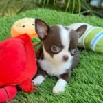 Teacup Chihuahua Frida