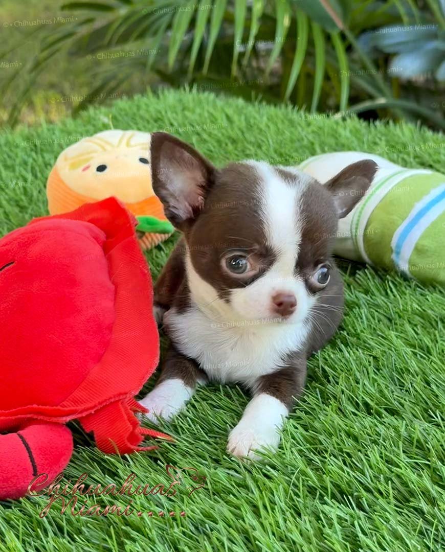 Teacup Chihuahua Frida