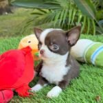 Teacup Chihuahua Frida