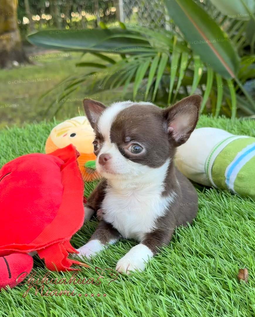 Teacup Chihuahua Frida