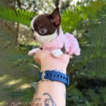 Teacup Chihuahua Frida