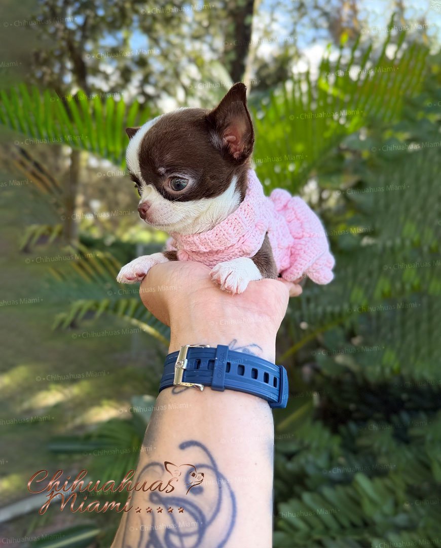 Teacup Chihuahua Frida