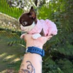 Teacup Chihuahua Frida