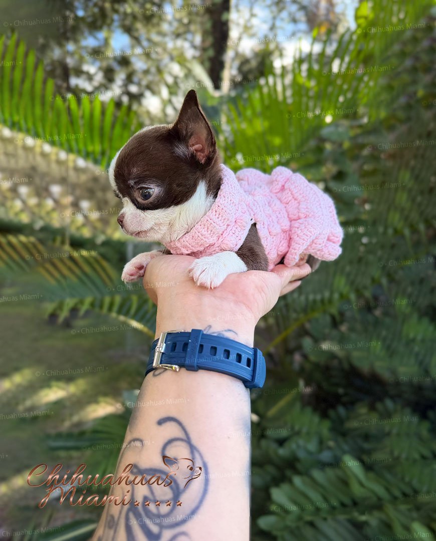 Teacup Chihuahua Frida