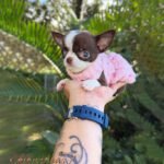 Teacup Chihuahua Frida