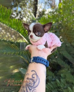 Teacup Chihuahua Frida