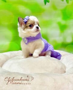 Teacup Chihuahua Gigi