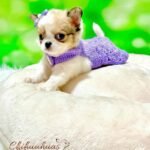 Teacup Chihuahua Gigi