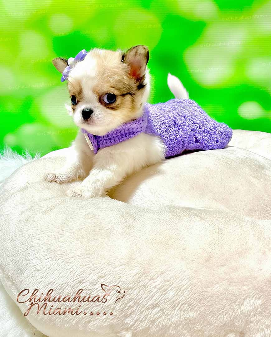 Teacup Chihuahua Gigi