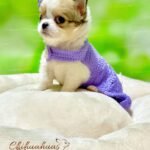 Teacup Chihuahua Gigi