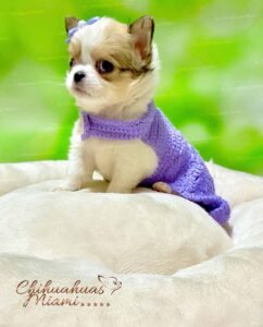 Teacup Chihuahua Gigi