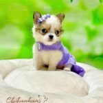 Teacup Chihuahua Gigi