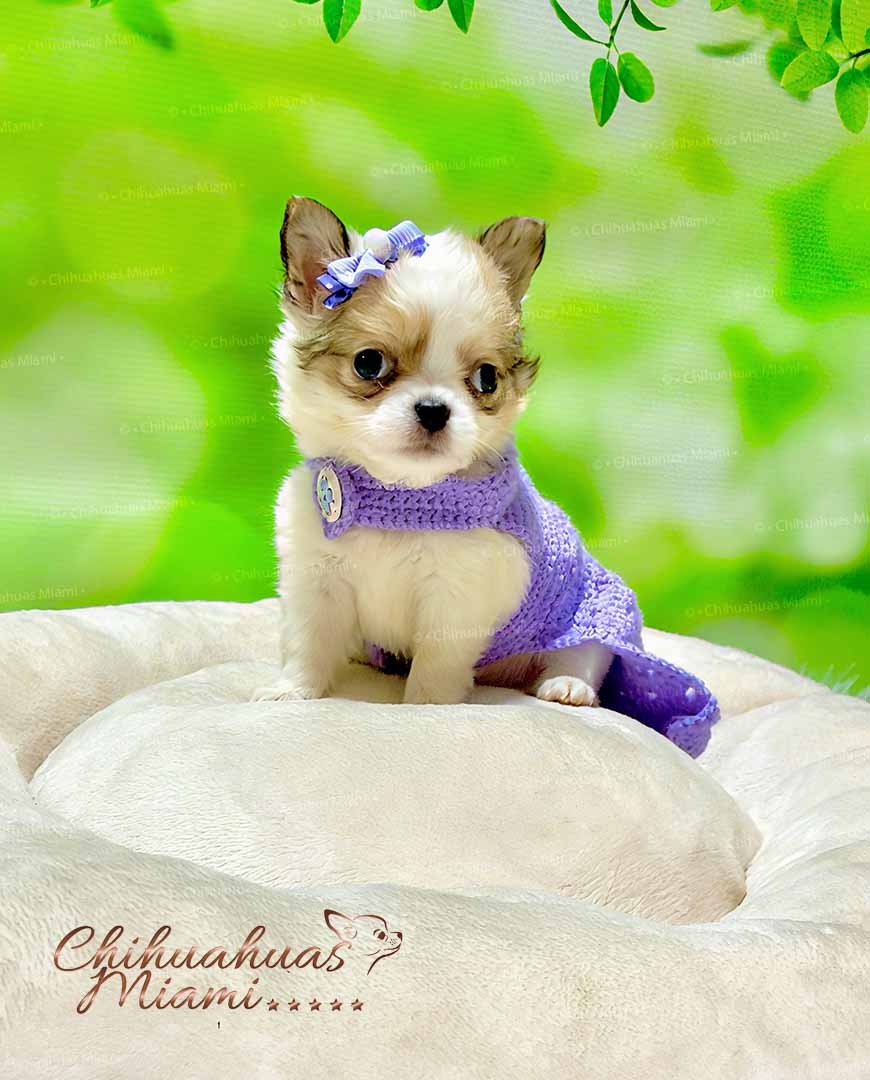 Teacup Chihuahua Gigi